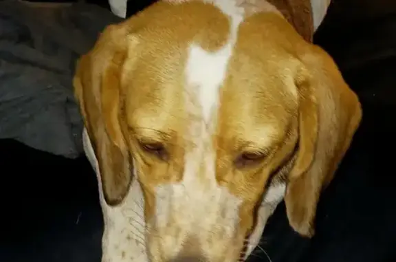 Help This Sweet Beagle Find His Home!