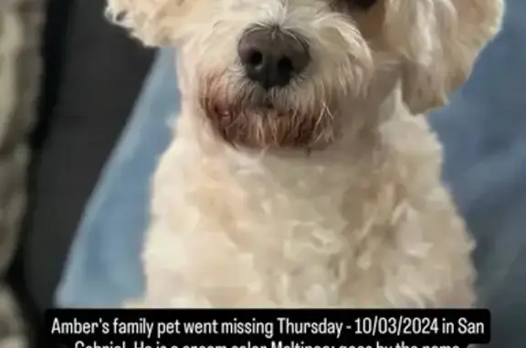 Lost Maltipoo: Help Find Bruno!