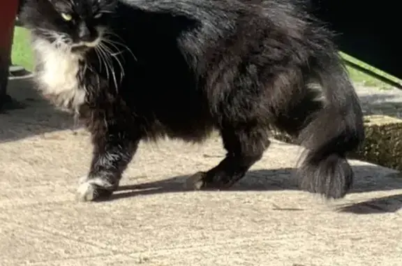 Chat noir et blanc aperçu à Bart - photo