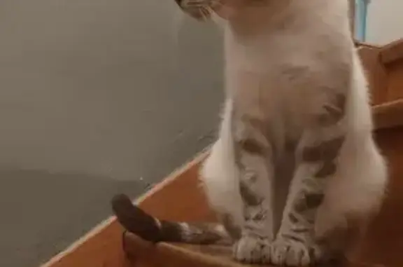 Chat trouvé Volonne, photo: Chat mâle trouvé, 4/5 ans, cherche foyer