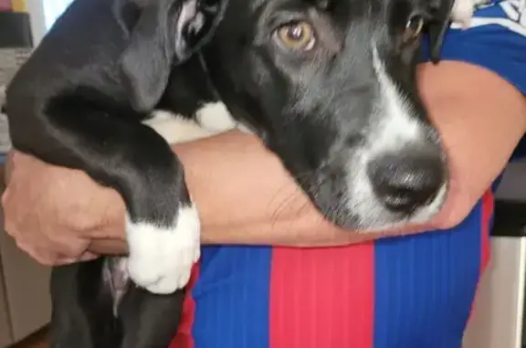 Chiot croisé trouvé à Istres, envoyé à la SACPA - photo