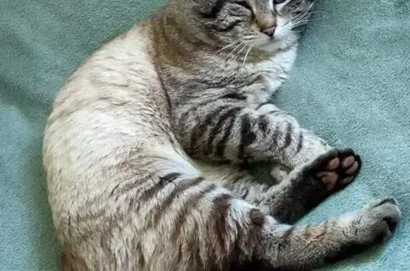 Chat perdu, Digne-les-Bains, photo: Chat perdu non castré, Digne-les-Bains