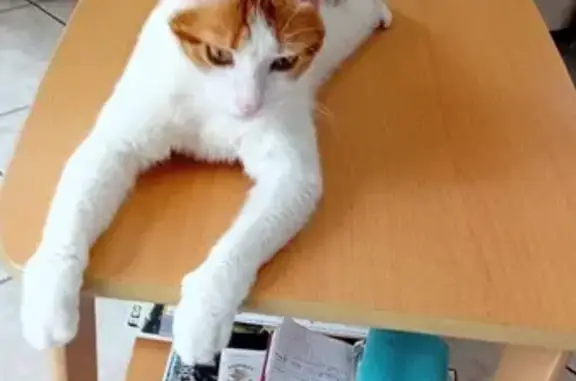 Tsuki, chat 2 ans disparu à Boussy-Saint-Antoine - photo