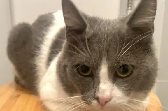 Chat trouvé Haillicourt, photo: Chat mâle trouvé à Haillicourt