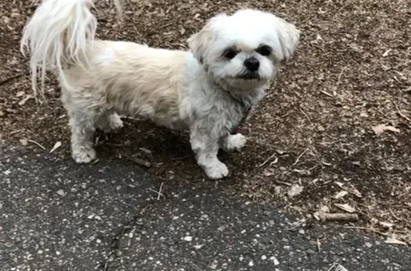 Lost Shih Tzu Near Eagle Valley Golf