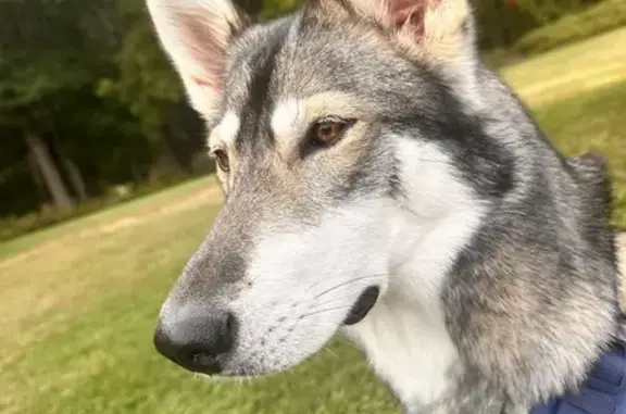 Missing: Niya, 15-Month Husky Mix