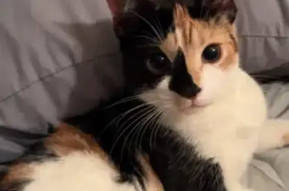 Lost Calico Cat: 11mo, Revere Dr, Bohemia