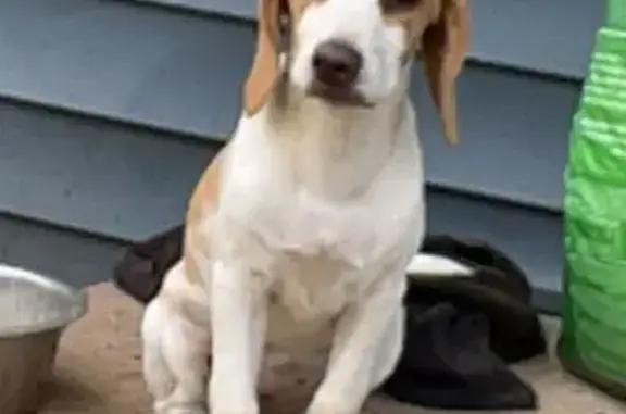 Lost Beagle Puppy in Haywood, VA