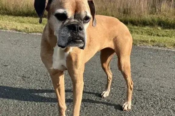 Missing: Sweet Fawn Boxer in Appomattox