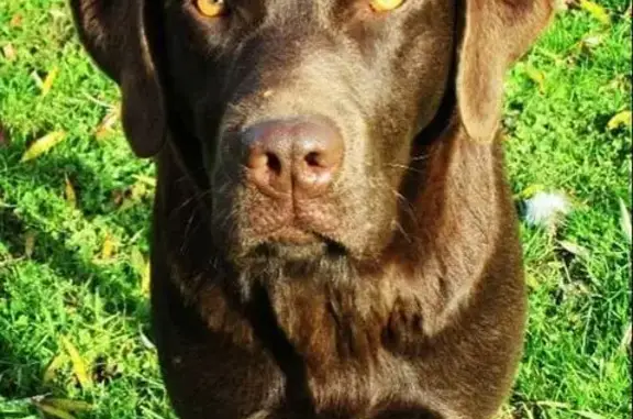 Chienne Labrador perdue à Saint-Cyr-sur-Menthon - photo