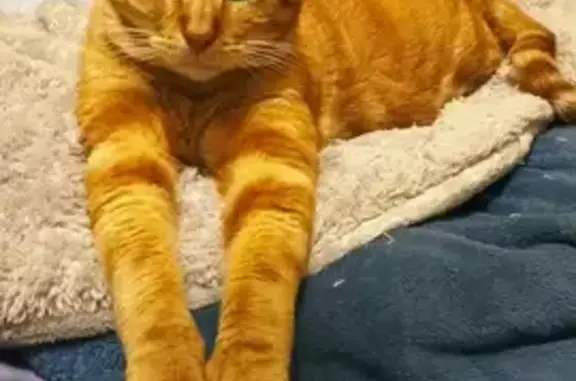 ¡Ayuda! Gato Naranja Perdido en Reynosa