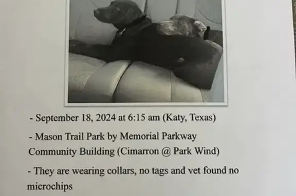 Found: Two Female Labs in Katy Park