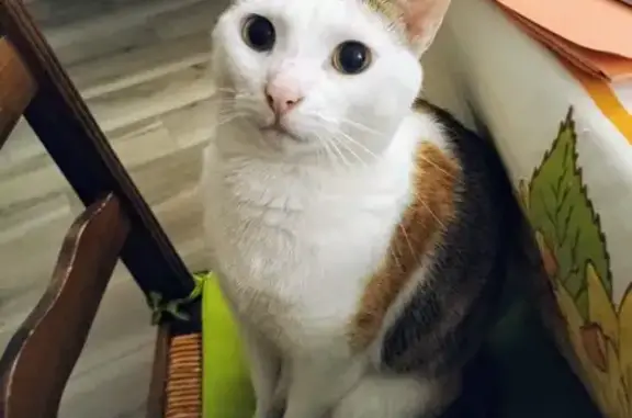 Chat perdu, , photo: Chat tricolore Papouille disparu à Châteauneuf