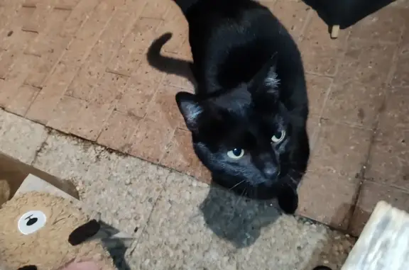 Chatte câline trouvée rue Hélène Boucher - photo