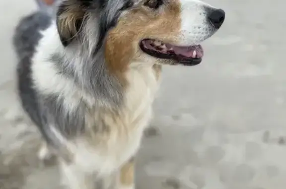Animaux perdus , photo: Chien perdu : Joey, Berger Australien, Le Guilvinec