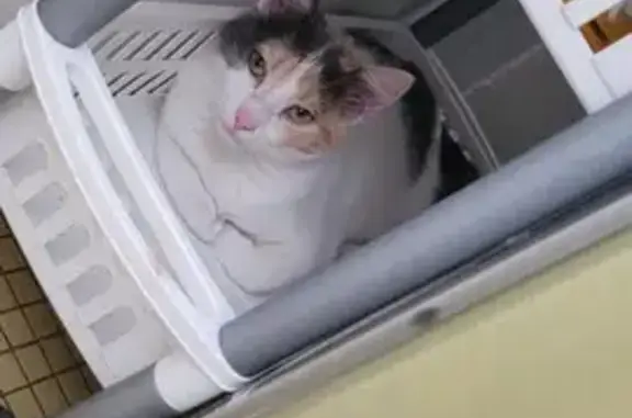 Animaux perdus Trappes, photo: Chatte tricolore perdue à Trappes