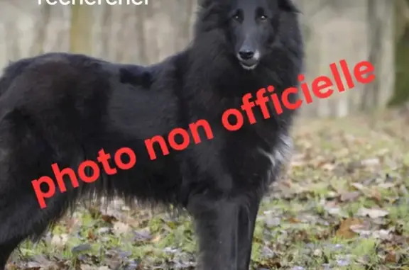 Chien noir trouvé au CHU de Montpellier - photo