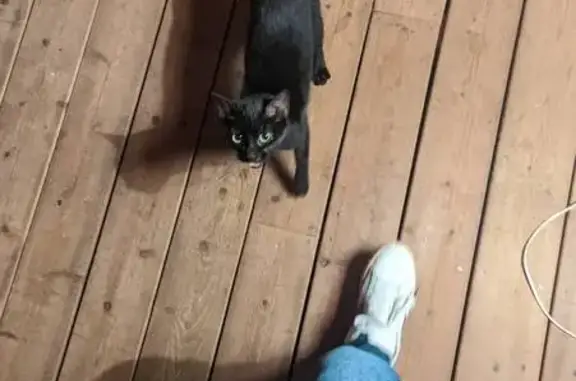 Chaton trouvé cherche adoptants au Vanneau - photo