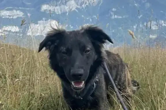 Chien perdu , photo : Chien perdu à Bartrès, 11 mois, craintif