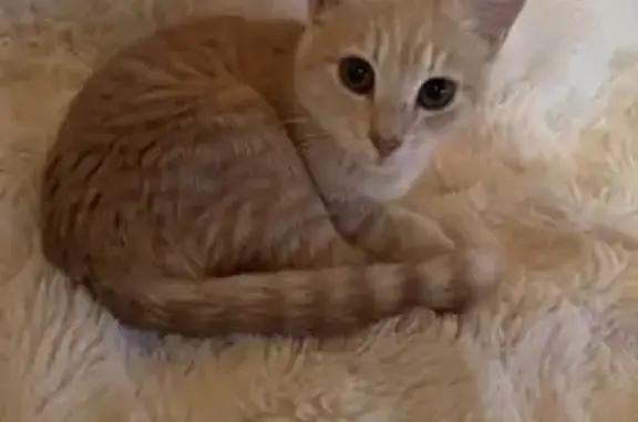 Chaton trouvé à Moidieu-Détourbe - photo