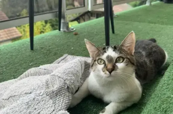 Chat européen perdu à Annemasse - photo