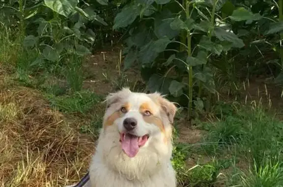 Chien perdu , photo : Berger australien perdu à Saint-Ange-le-Vieil