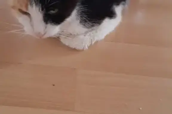 Animaux trouvés Nouvelle-Aquitaine, photo: Chatte Isabelle trouvée à Pessac, collier bleu