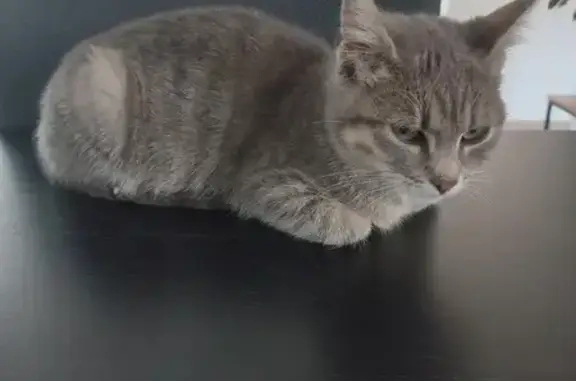 Chat trouvé , photo: Chaton femelle tigrée trouvé à Ancier