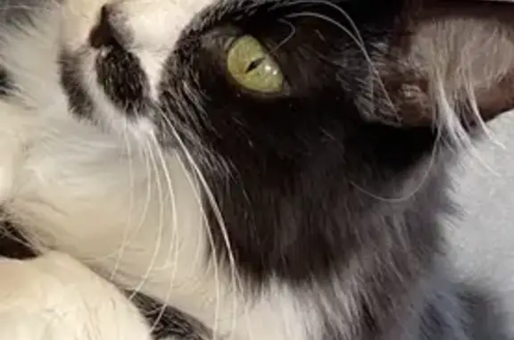 Animaux perdus Hyères, photo: Chatte noire et blanche perdue à Hyères