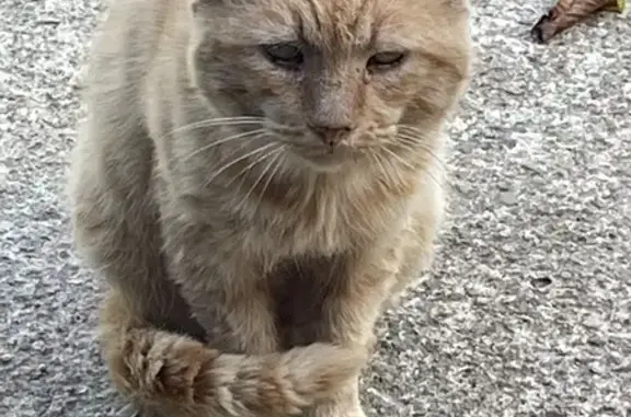 Chat roux mâle non castré trouvé Corné - photo