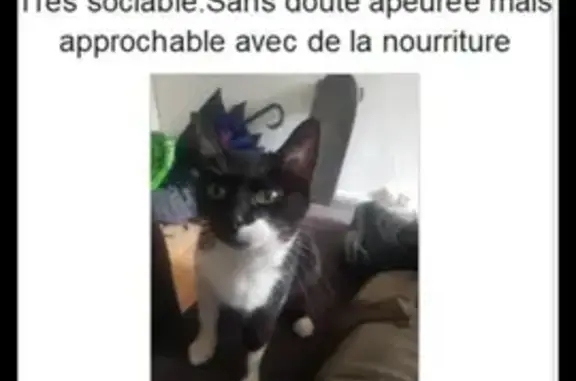 Chat perdu, Lavault-Sainte-Anne, photo: Chat noir et blanc perdu à Lavault-Sainte-Anne