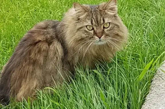 Animaux perdus Canet-en-Roussillon, photo: Chat tigré perdu à Canet-en-Roussillon