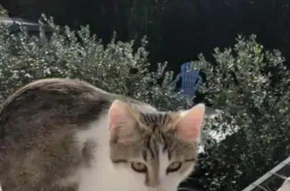 Chaton gris-blanc 5 mois perdu Tarnos - photo