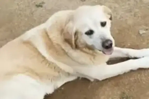 Chien perdu , photo : Labrador croisé perdu à Lohuec