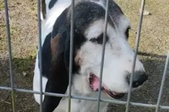 Perro de Caza Perdido en Tremañes, Gijón