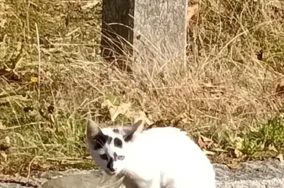 Chaton blanc-noir craintif trouvé rue Millig - photo