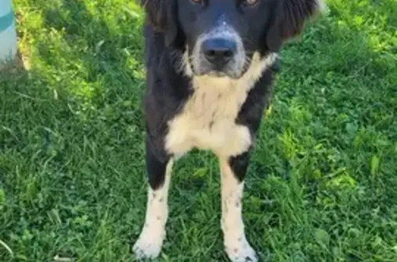 Jeune chien mâle trouvé à La Chaulme - photo