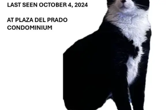 Lost Tuxedo Cat in Aventura, FL - Help!