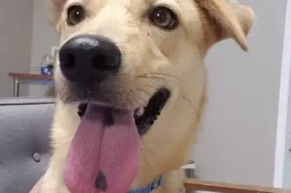 Lost: Blonde Retriever Mix in Coon Rapids