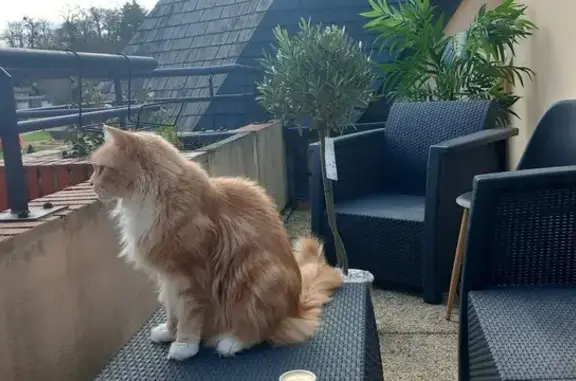 Chat Maine Coon crème perdu à Évreux - photo