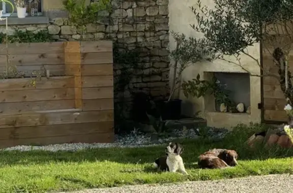 Chien trouvé , photo: Deux chiennes de chasse trouvées à Sanzay
