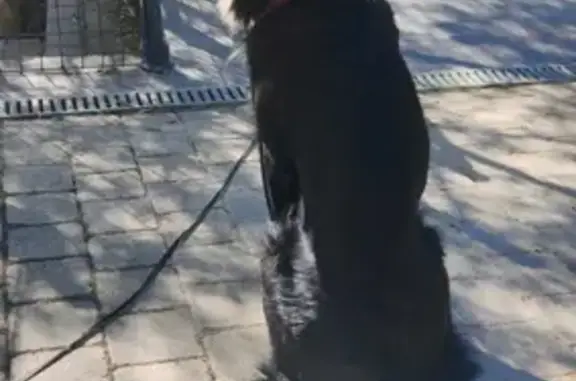 Border Collie trouvé au Chemin des Aires - photo