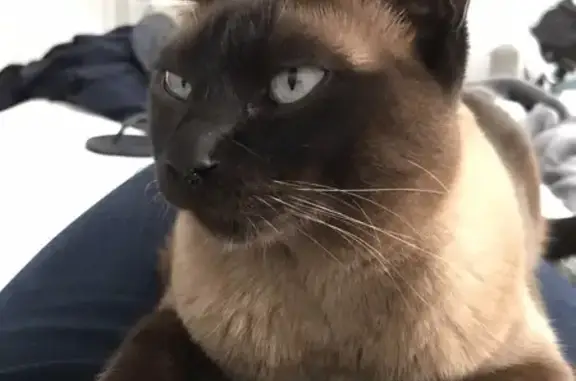 Urgent: Missing Minka - St Ives Tonkinese