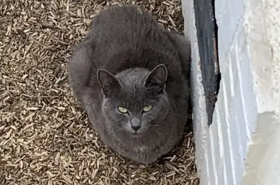 Chat trouvé Dijon, photo: Chat gris européen trouvé à Dijon