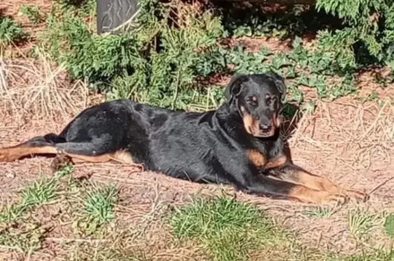 Chien perdu , photo : Beauceron noir feu perdu à Courteranges