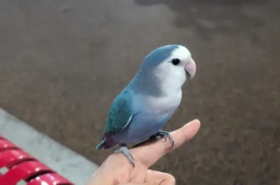 Lost Turquoise Lovebird in Hougang!