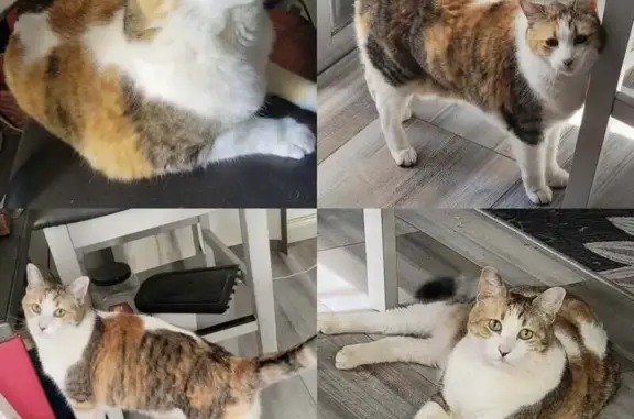 Lost 12-Year-Old Calico Tabby in Henderson