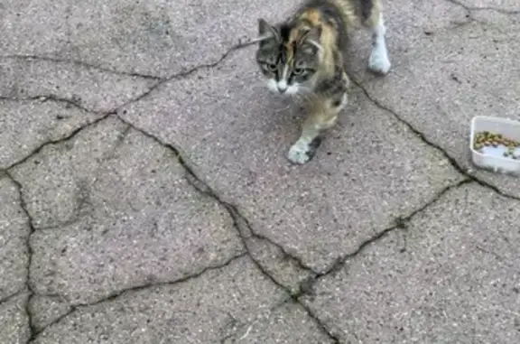Chatte maigre trouvée à Tourcoing - photo