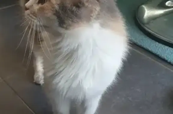 Chat trouvé, miaulement aigu, Nogaye - photo