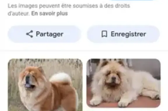 Chien trouvé avec harnais noir à Toussieu - photo
